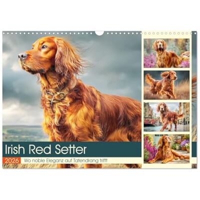CALVENDO Irish Red Setter. Wo noble Eleganz auf Tatendrang trifft (Wandkalender 2026 DIN A3 quer), Monatskalender: Ein Charakterhund mit Herz und Anmut in schönen Bildern ( Tiere) CALVENDO Irish Red Setter. Wo noble Eleganz auf Tatendrang trifft (Wandkalender 2026 DIN A3 quer), Monatskalender: Ein Charakterhund mit Herz und Anmut in schönen Bildern ( Tiere)