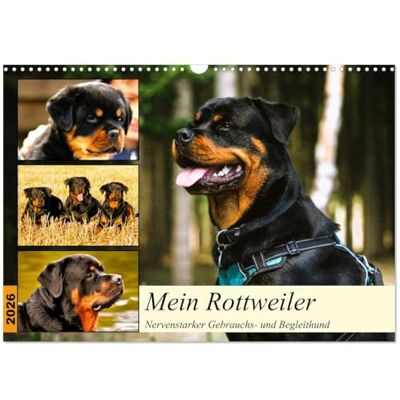 CALVENDO Mein Rottweiler. Nervenstarker Gebrauchs- und Begleithund (Wandkalender 2026 DIN A3 quer), Monatskalender: Unerschrockene Schönheiten mit rauher Schale und weichem Kern! ( Tiere) CALVENDO Mein Rottweiler. Nervenstarker Gebrauchs- und Begleithund (Wandkalender 2026 DIN A3 quer), Monatskalender: Unerschrockene Schönheiten mit rauher Schale und weichem Kern! ( Tiere)