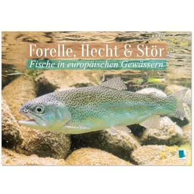 CALVENDO Forelle, Hecht und Stör: Fische in europäischen Gewässern (Wandkalender 2026 DIN A4 quer), Monatskalender: Heimische Fische: Unter Wasser auf der Lauer ( Tiere) CALVENDO Forelle, Hecht und Stör: Fische in europäischen Gewässern (Wandkalender 2026 DIN A4 quer), Monatskalender: Heimische Fische: Unter Wasser auf der Lauer ( Tiere)