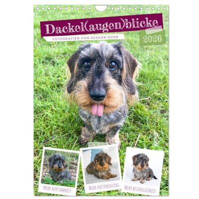 CALVENDO Dackel (Wandkalender 2026 DIN A4 hoch), Monatskalender: Dackelblicke einzusetzen gewusst. ( Tiere) CALVENDO Dackel (Wandkalender 2026 DIN A4 hoch), Monatskalender: Dackelblicke einzusetzen gewusst. ( Tiere)