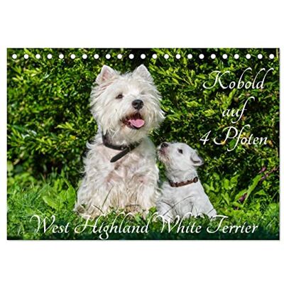 CALVENDO Kobold auf 4 Pfoten West Highland White Terrier (Tischkalender 2026 DIN A5 quer), Monatskalender: West Highland White Terrier begleiten auf ... Fotos durch das Jahr ( Tiere) CALVENDO Kobold auf 4 Pfoten West Highland White Terrier (Tischkalender 2026 DIN A5 quer), Monatskalender: West Highland White Terrier begleiten auf ... Fotos durch das Jahr ( Tiere)