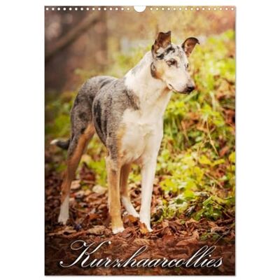 CALVENDO Kurzhaarcollies (Wandkalender 2026 DIN A3 hoch), Monatskalender: Mit Kurzhaarcollies durch das Jahr! ( Tiere) CALVENDO Kurzhaarcollies (Wandkalender 2026 DIN A3 hoch), Monatskalender: Mit Kurzhaarcollies durch das Jahr! ( Tiere)
