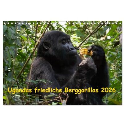 CALVENDO Ugandas friedliche Berggorillas (Wandkalender 2026 DIN A4 quer), Monatskalender: Habinyanja Gorillafamilie im Urwald von Uganda ( Tiere) CALVENDO Ugandas friedliche Berggorillas (Wandkalender 2026 DIN A4 quer), Monatskalender: Habinyanja Gorillafamilie im Urwald von Uganda ( Tiere)
