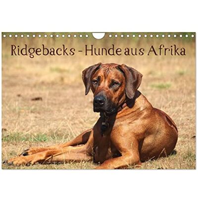 CALVENDO Ridgebacks Hunde aus Afrika (Wandkalender 2026 DIN A4 quer), Monatskalender: Faszination Rhodesian Ridgeback ein Portrait dieser tollen Rasse ( Tiere) CALVENDO Ridgebacks Hunde aus Afrika (Wandkalender 2026 DIN A4 quer), Monatskalender: Faszination Rhodesian Ridgeback ein Portrait dieser tollen Rasse ( Tiere)