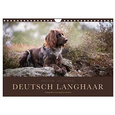 CALVENDO Passion Jagdhund Deutsch Langhaar (Wandkalender 2026 DIN A4 quer), Monatskalender CALVENDO Passion Jagdhund Deutsch Langhaar (Wandkalender 2026 DIN A4 quer), Monatskalender