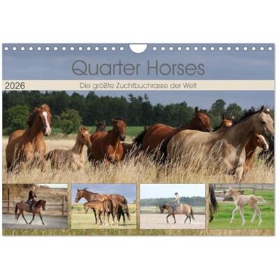 CALVENDO Quarter Horses Die größte Zuchtbuchrasse der Welt (Wandkalender 2026 DIN A4 quer), Monatskalender: Quarter Horses Pferdezucht, Wandkalender mit 12 verschiedenen Fotos ( Tiere) CALVENDO Quarter Horses Die größte Zuchtbuchrasse der Welt (Wandkalender 2026 DIN A4 quer), Monatskalender: Quarter Horses Pferdezucht, Wandkalender mit 12 verschiedenen Fotos ( Tiere)