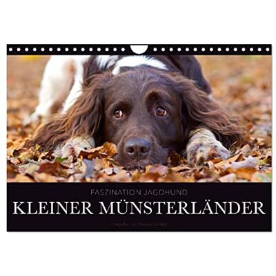 CALVENDO Faszination Jagdhund Kleiner Münsterländer (Wandkalender 2026 DIN A4 quer), Monatskalender: Kleiner Münsterländer Vorstehhund Ein Leben neben der Jagd ( Tiere) CALVENDO Faszination Jagdhund Kleiner Münsterländer (Wandkalender 2026 DIN A4 quer), Monatskalender: Kleiner Münsterländer Vorstehhund Ein Leben neben der Jagd ( Tiere)