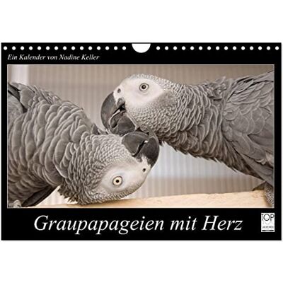 CALVENDO Graupapageien mit Herz (Wandkalender 2026 DIN A4 quer), Monatskalender: Einzigartige Aufnahmen von wunderschönen Graupapgeien ( Tiere) CALVENDO Graupapageien mit Herz (Wandkalender 2026 DIN A4 quer), Monatskalender: Einzigartige Aufnahmen von wunderschönen Graupapgeien ( Tiere)