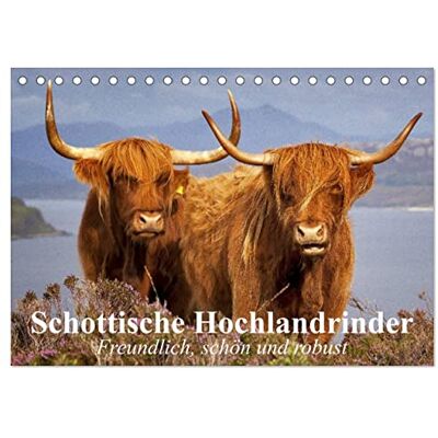 CALVENDO Schottische Hochlandrinder. Freundlich, schön und robust (Tischkalender 2026 DIN A5 quer), Monatskalender: Die wuscheligen und genügsamen Hochlandrinder aus Schottland ( Tiere) CALVENDO Schottische Hochlandrinder. Freundlich, schön und robust (Tischkalender 2026 DIN A5 quer), Monatskalender: Die wuscheligen und genügsamen Hochlandrinder aus Schottland ( Tiere)