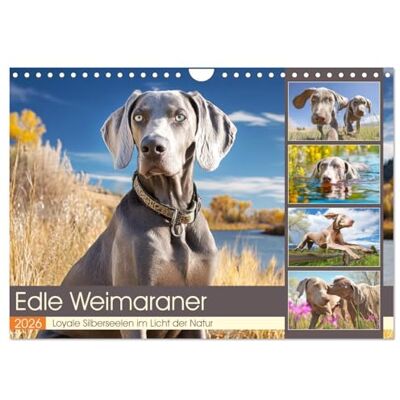 CALVENDO Edle Weimaraner. Loyale Silberseelen im Licht der Natur (Wandkalender 2026 DIN A4 quer), Monatskalender: Die Schönheit, Eleganz und Tiefe des ... Herz und Blick zugleich ( Tiere) CALVENDO Edle Weimaraner. Loyale Silberseelen im Licht der Natur (Wandkalender 2026 DIN A4 quer), Monatskalender: Die Schönheit, Eleganz und Tiefe des ... Herz und Blick zugleich ( Tiere)
