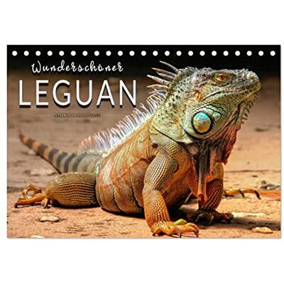 CALVENDO Wunderschöner Leguan (Tischkalender 2026 DIN A5 quer), Monatskalender: Eindrucksvolle Bilder der imposanten Schuppenkriechtiere. ( Tiere) CALVENDO Wunderschöner Leguan (Tischkalender 2026 DIN A5 quer), Monatskalender: Eindrucksvolle Bilder der imposanten Schuppenkriechtiere. ( Tiere)