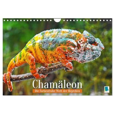 CALVENDO Chamäleon: Die farbenfrohe Welt der Reptilien (Wandkalender 2026 DIN A4 quer), Monatskalender CALVENDO Chamäleon: Die farbenfrohe Welt der Reptilien (Wandkalender 2026 DIN A4 quer), Monatskalender
