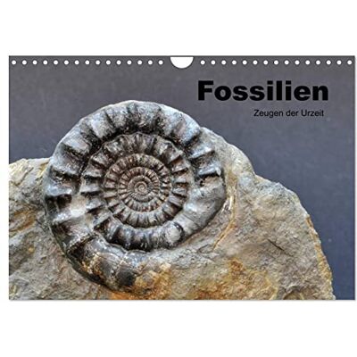 CALVENDO Fossilien Zeugen der Urzeit (Wandkalender 2026 DIN A4 quer), Monatskalender: Fossilien aus Westfalen und angrenzender Gebiete ( Wissenschaft) CALVENDO Fossilien Zeugen der Urzeit (Wandkalender 2026 DIN A4 quer), Monatskalender: Fossilien aus Westfalen und angrenzender Gebiete ( Wissenschaft)