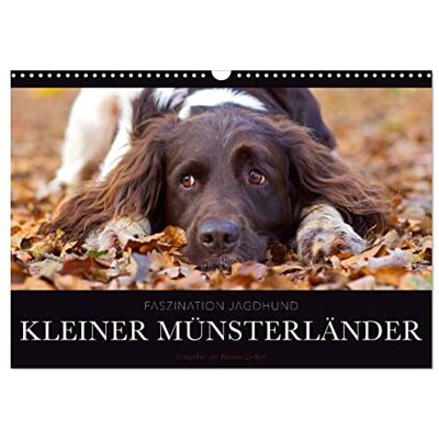 CALVENDO Faszination Jagdhund Kleiner Münsterländer (Wandkalender 2026 DIN A3 quer), Monatskalender: Kleiner Münsterländer Vorstehhund Ein Leben neben der Jagd ( Tiere) CALVENDO Faszination Jagdhund Kleiner Münsterländer (Wandkalender 2026 DIN A3 quer), Monatskalender: Kleiner Münsterländer Vorstehhund Ein Leben neben der Jagd ( Tiere)