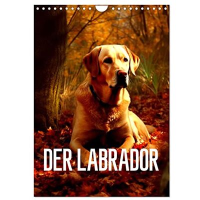CALVENDO Der Labrador (Wandkalender 2026 DIN A4 hoch), Monatskalender: Der Labrador Der beliebte Familienhund ( Tiere) CALVENDO Der Labrador (Wandkalender 2026 DIN A4 hoch), Monatskalender: Der Labrador Der beliebte Familienhund ( Tiere)