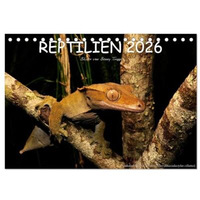 CALVENDO REPTILIEN (Tischkalender 2026 DIN A5 quer), Monatskalender: Reptilien aus aller Welt ( Tiere) CALVENDO REPTILIEN (Tischkalender 2026 DIN A5 quer), Monatskalender: Reptilien aus aller Welt ( Tiere)