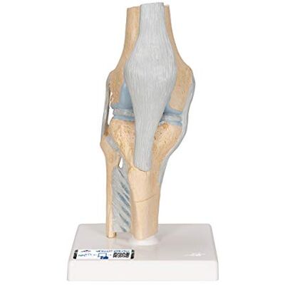 3B Scientific Menschliche Anatomie Gelenkschnitt-Modell des Knies, 3-teilig + kostenlose Anatomie App 3B Smart Anatomy 3B Scientific Menschliche Anatomie Gelenkschnitt-Modell des Knies, 3-teilig + kostenlose Anatomie App 3B Smart Anatomy