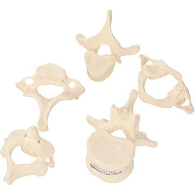 3B Scientific 5 Wirbel und kostenlose Anatomie-Software – 3B Smart Anatomy, A75/1 3B Scientific 5 Wirbel und kostenlose Anatomie-Software – 3B Smart Anatomy, A75/1