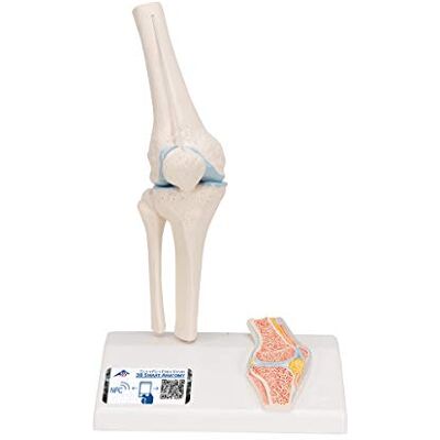 3B Scientific Menschliche Anatomie Mini-Kniegelenkmodell mit Querschnitt + kostenlose Anatomie App 3B Smart Anatomy, A85/1 3B Scientific Menschliche Anatomie Mini-Kniegelenkmodell mit Querschnitt + kostenlose Anatomie App 3B Smart Anatomy, A85/1