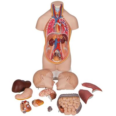 3B Scientific ® Schultergelenk mit Rotatorenmanschette – Lebensgroßes Anatomiemodell mit Muskeln, abnehmbaren Komponenten, 3B Smart Anatomy App (Medizinisches Lehrmittel) 3B Scientific ® Schultergelenk mit Rotatorenmanschette – Lebensgroßes Anatomiemodell mit Muskeln, abnehmbaren Komponenten, 3B Smart Anatomy App (Medizinisches Lehrmittel)