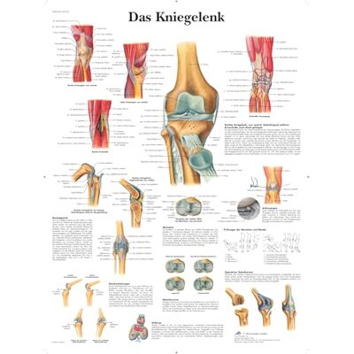 3B Scientific Laminierte Lehrtafel – Knie 3B Scientific Laminierte Lehrtafel – Knie
