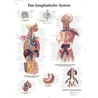 3B Scientific Lehrtafel laminiert Das Lymphatische System 3B Scientific Lehrtafel laminiert Das Lymphatische System