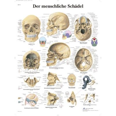 3B Scientific Lehrtafel Der menschliche Schädel, 67x50x0,1cm, VR0131UU, Schwarz 3B Scientific Lehrtafel Der menschliche Schädel, 67x50x0,1cm, VR0131UU, Schwarz