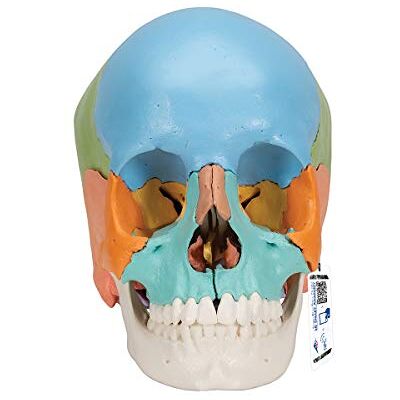 3B Scientific ® Menschliches Anatomie-Schädelmodell – Didaktische Version mit 22 Teilen, Abnehmbaren Knochen, Nummerierten Strukturen, Waschbarem PVC + Smart Anatomy App (5 Jahre Garantie) 3B Scientific ® Menschliches Anatomie-Schädelmodell – Didaktische Version mit 22 Teilen, Abnehmbaren Knochen, Nummerierten Strukturen, Waschbarem PVC + Smart Anatomy App (5 Jahre Garantie)