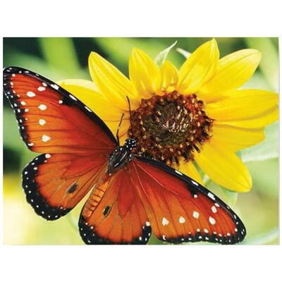Pracht Diamond Painting 6037-404 Schmetterling 25 x 35 cm Pracht Diamond Painting 6037-404 Schmetterling 25 x 35 cm