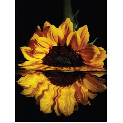 Pracht Diamond Painting 6037-40331 Sonnenblume 25 x 35 cm Pracht Diamond Painting 6037-40331 Sonnenblume 25 x 35 cm