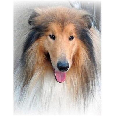 Norimpex 5D-Diamantmosaik - Lassie 40x30cm Norimpex 5D-Diamantmosaik - Lassie 40x30cm