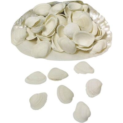 Rayher, Naturmaterialien, Clovis-Muscheln Rayher, Naturmaterialien, Clovis-Muscheln