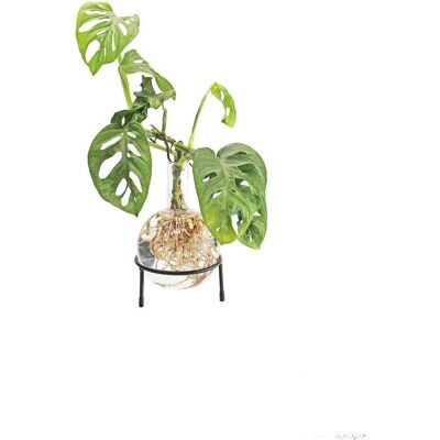 Winkee, Vase, Hydro Vase Flora (1x, 1.50 l) Winkee, Vase, Hydro Vase Flora (1x, 1.50 l)
