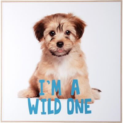 present time, Bilder, Wall Art Puppy I'm A wilde One (40 x 40 cm) present time, Bilder, Wall Art Puppy I'm A wilde One (40 x 40 cm)