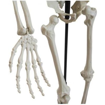 Europalms Halloween Skelett, stehend, 150 cm (1 Stk.) Europalms Halloween Skelett, stehend, 150 cm (1 Stk.)
