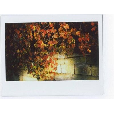 Fujifilm Instax Wide Film Color, Sofortbildfilm, Weiss Fujifilm Instax Wide Film Color, Sofortbildfilm, Weiss