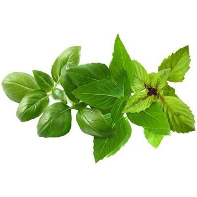 Click and Grow, Samen, Click & Grow Plant Pod Basil Variety Mix (Kräutersamen) Click and Grow, Samen, Click & Grow Plant Pod Basil Variety Mix (Kräutersamen)