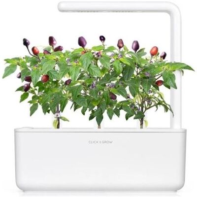 Click and Grow, Samen, Smart Garden 9-pack refill - Purple Chili Pepper (Gemüsesamen) Click and Grow, Samen, Smart Garden 9-pack refill - Purple Chili Pepper (Gemüsesamen)