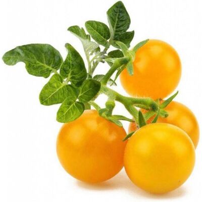 Click and Grow, Samen, Gelbe Cherrytomaten (Gemüsesamen) Click and Grow, Samen, Gelbe Cherrytomaten (Gemüsesamen)