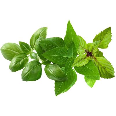Click and Grow, Samen, Smart Garden Refill 9-pack Basil Variety Mix (Keimlinge) Click and Grow, Samen, Smart Garden Refill 9-pack Basil Variety Mix (Keimlinge)
