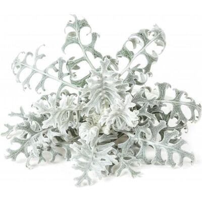 Click and Grow, Samen, Smart Refill dusty Miller (Pflanzensamen) Click and Grow, Samen, Smart Refill dusty Miller (Pflanzensamen)