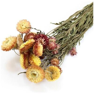 Artoz, Kunstpflanzen, Trockenblumen Helichrysum Strohblume salmon (50 cm) Artoz, Kunstpflanzen, Trockenblumen Helichrysum Strohblume salmon (50 cm)