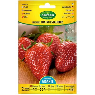 Agreen, Samen, Envelope with strawberry seeds 4 seasons (Früchtesamen) Agreen, Samen, Envelope with strawberry seeds 4 seasons (Früchtesamen)