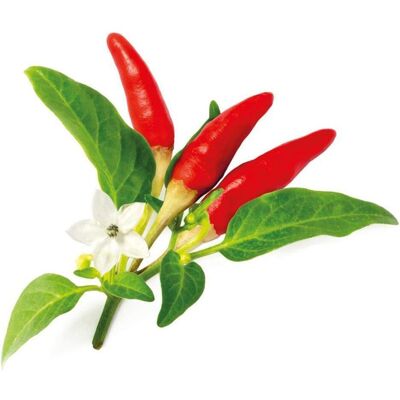 Click and Grow, Samen, Saatgut Roter scharfer Chili (Gemüsesamen) Click and Grow, Samen, Saatgut Roter scharfer Chili (Gemüsesamen)