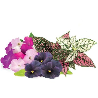 Click and Grow Samen - Bunte Blumenmischung für Smart Garden Click and Grow Samen - Bunte Blumenmischung für Smart Garden