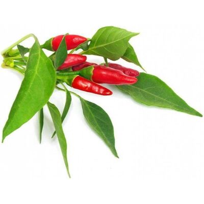 Click and Grow, Samen, Piri Piri Chili (Gemüsesamen) Click and Grow, Samen, Piri Piri Chili (Gemüsesamen)