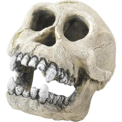 Aqua Della - Skull Decoration Ornament - 15cm Aqua Della - Skull Decoration Ornament - 15cm