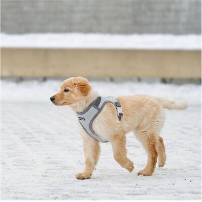 Barry King Šuniui-Geschirr 28-41 cm, Kugel (Hund), Halsband + Leine Barry King Šuniui-Geschirr 28-41 cm, Kugel (Hund), Halsband + Leine
