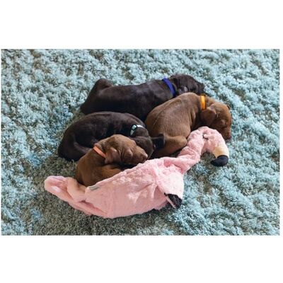 3x Beeztees Puppy Flatino Flamingo Fe (Welpenspielzeug), Hundespielzeug 3x Beeztees Puppy Flatino Flamingo Fe (Welpenspielzeug), Hundespielzeug