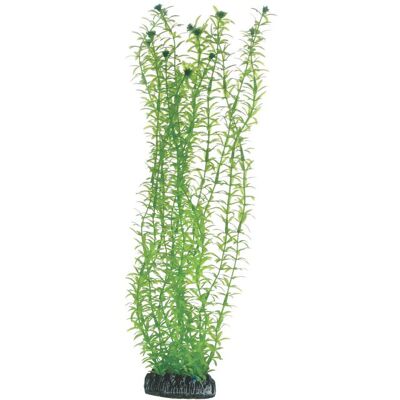 Dohse Lagarosiphon, 34 cm (Dekoration, Pflanzen), Aquarium Dekoration Dohse Lagarosiphon, 34 cm (Dekoration, Pflanzen), Aquarium Dekoration